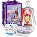 Science Can Human Body Model for Kids, Interactive Human Anatomy Talking Model - 11 Inch Realistic Anatomical Assembly Kit, 15PCS Removable Parts & Guide, Educational STEM Toys Gifts for Kids Aged 6+
