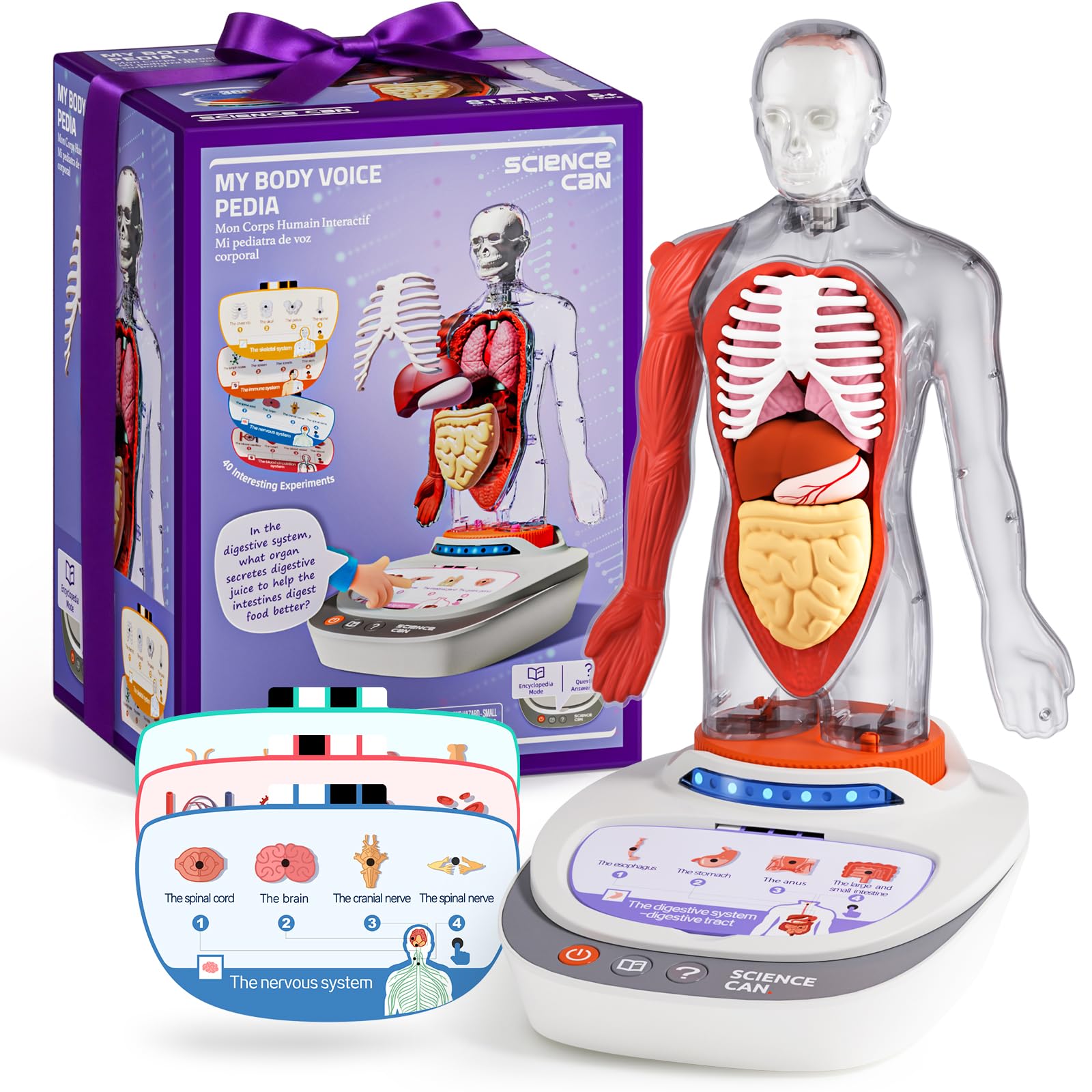 Science Can Human Body Model for Kids, Interactive Human Anatomy Talking Model - 11 Inch Realistic Anatomical Assembly Kit, 15PCS Removable Parts & Guide, Educational STEM Toys Gifts for Kids Aged 6+